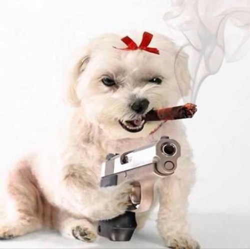 LCW_NYC's profile picture. Hawk by birth and blood.