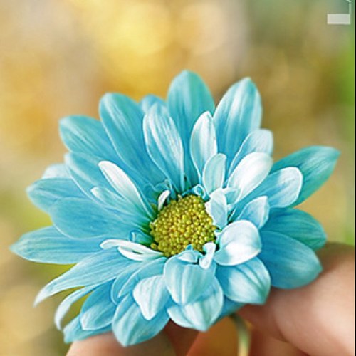 FulMayyada's profile picture. 