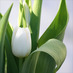 Asma AL-Huqail (@huqail1) Twitter profile photo Asma AL-Huqail (@huqail1) Twitter profile photo