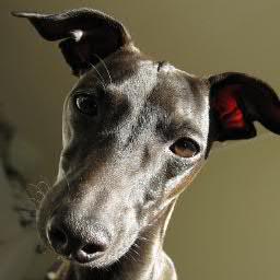 HegeVadstein's profile picture. I'm the modest servant of the italian greyhound Philip.