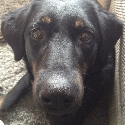 Muss tun, was ein Hütehund tun muss. Joa. | Als Sohn einer dreibeinigen Hündin wuchs ich in Kroatien auf. Vielleicht.
| http://t.co/sA7p9BH1KU