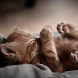 Living is Easy With Eyes Closed
