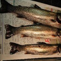 Dale Mcisaac (@eladmcis) 's Twitter Profile