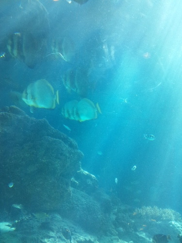 love_plase's profile picture. 