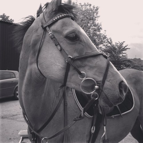 bunny_2000's profile picture. The wind of heaven is that which blows between a horse's ears.