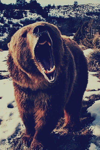 This is my bear friend!! His name is Rockefeller..