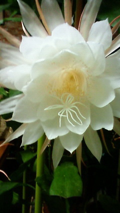 aoipisuke's profile picture. アロマ勉強中。料理も研究中、失敗すること多々あります。そして、ファイターズを応援しています。