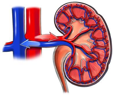 Renal Treatment