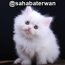 Akun Twitter Resmi Sahabat Erwan Indonesia. Ikuti kami dan dapatkan info random menarik dari dalam dan luar angkasa. Gunakan hashtag #SahabatErwan #Meow! :3