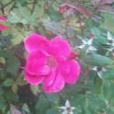 denise boynton - @db1234_ - Twitter