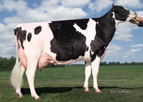 Hilltop Dairy is a thousand cow, family owned and operated dairy farm nestled in the prairie of south, central Wisconsin.