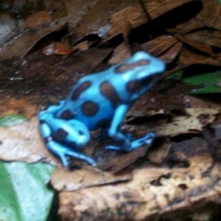 Breeders of high quality captive bred dart frogs, plants, vivariums, supplies and more!!