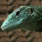 Larger heads and the base of the male tail is more triangularly shaped. The base of the tail of female animals tends to be more roundly shaped