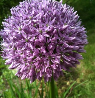 rusticrosemary's profile picture. Wife, business owner, corporate dropout, lover of the Lord, artist.