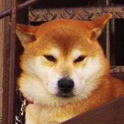 渋犬さんのプロフィール画像
