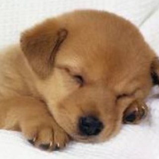 Lisalovespizza7's profile picture. like life live life love life or llllll