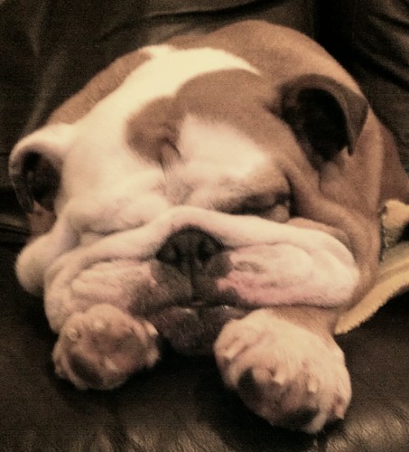 BulldogRosie's profile picture. I'm a 6 year old English Bulldog living with my two Dads. I enjoy eating, sleeping (been told I snore but dont think this is true) and cuddles on the sofa.