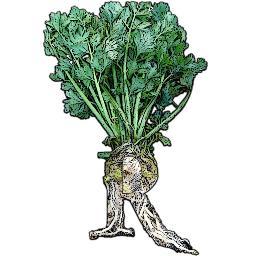 RegRooFarm's profile picture. Small-size diversified produce farm serving our local communities, building resiliency and integrated systems.