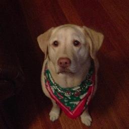 MattZiemer1's profile picture. Packers. Badgers. Generals. Bucks. Brewers.