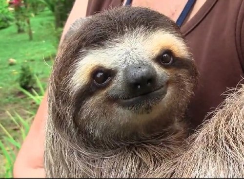 SanctuarySloth's profile picture. Keep calm & love sloths.