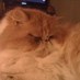 CATS Inc. of Ocala (@catsofocala) Twitter profile photo CATS Inc. of Ocala (@catsofocala) Twitter profile photo