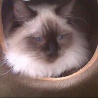 Helen Williams (@helen3241) 's Twitter Profile