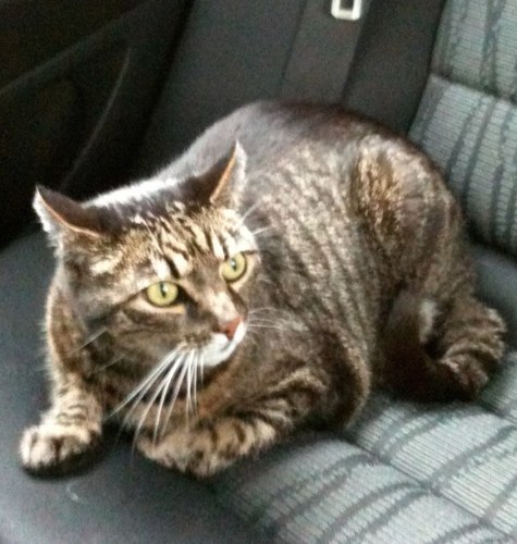 karel_info's profile picture. 