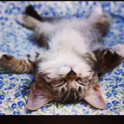 cutestcats_'s profile picture. * Wij tweeten de schattigste foto's van katten * Follow en stuur foto's in van je eigen kat! *