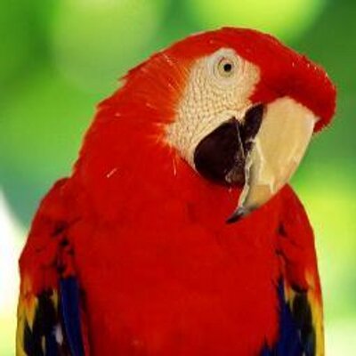 Parrots Parrots