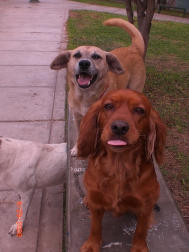 arno, gerard y cholita