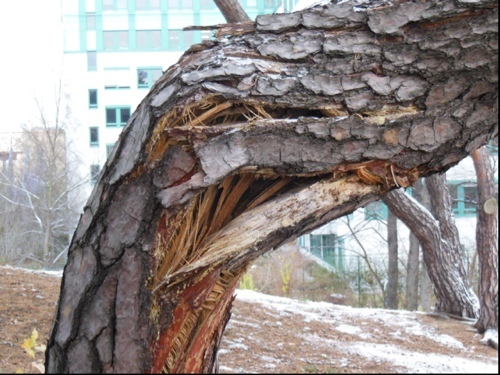 der_baumkobold's profile picture. 