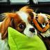 DogTraining101 (@dogtraininglive) Twitter profile photo