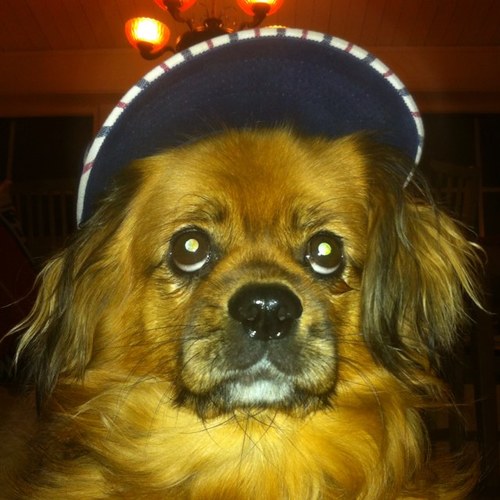 Hundkoja_'s profile picture. 