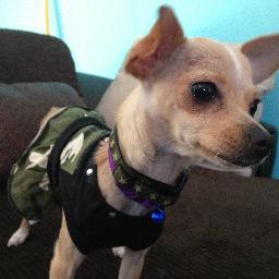 WarriorsCorp's profile picture. Rescue Warriors Corp rescues from high kill shelters & rely on foster homes & private donations to care for our animals until they are adopted.