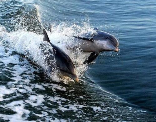 Enough said!Stop the mass murders of dolphins!#Behind the scenes.
