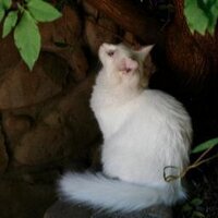 Catharine Reznicek (she, her, ella) (@cathyreznicek) 's Twitter Profile Photo