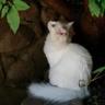 cathyreznicek's profile picture. Ed.D - News Media Literacy & Civic Engagement, Associate Prof CSUCI, K-12 Director, Educational Technology, passionate about learning and yes, cats :-)