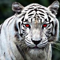 Blueblood Tiger (Vax'd & boosted!)