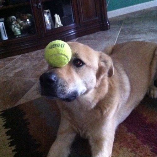 madeinjapan89's profile picture. UNLV Basketball and Georgia Football....nothing better!