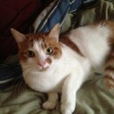 Clark the Cat - @ClarktheCat1 - Twitter