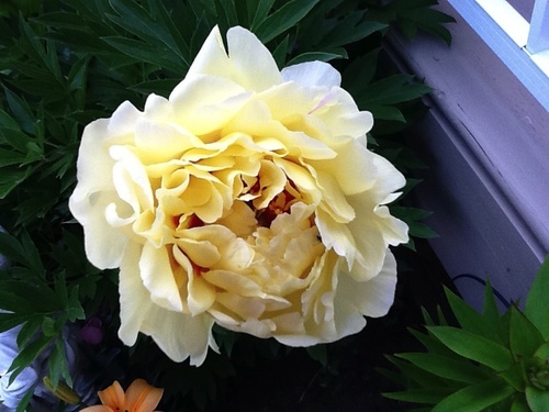 SevcikMuriel's profile picture. 