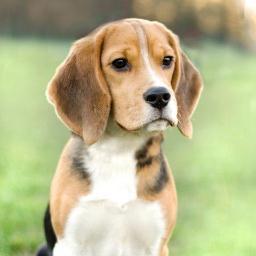 I'm Cleo a little beagle, born in August 2012.
I want to give you guys some updates about my hard live as K9, Manhunter and Couch-Potatoe.