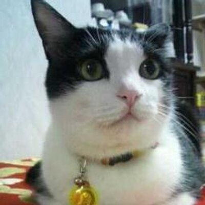 ゆうこ 京都 カルガモの親子引っ越し 警察も出動で見守る カモから離れてくださーい ほら もっと端を歩いて どうえ なんてほのぼのするニュース