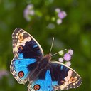 Jeni Johnson - @jjsunshine11 - Twitter