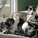 Shona Scott - @Sslagoon - Twitter