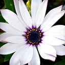 Sonya Berry - @Utahglassnails - Twitter