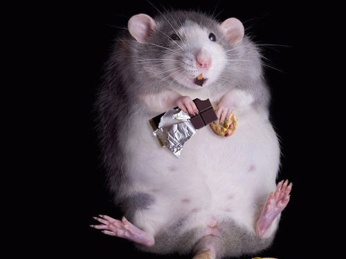 XXLAMECHITAXX's profile picture. Yes i got diamond smgs for bo2    :-)