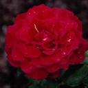 kong ing tang - @ing_tang - Twitter