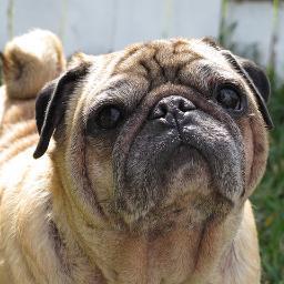 SeymourThePug's profile picture. Squishy, charming, heavy snorer, experienced.
