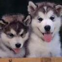 shane derek davis - @shanederekdavis - Twitter